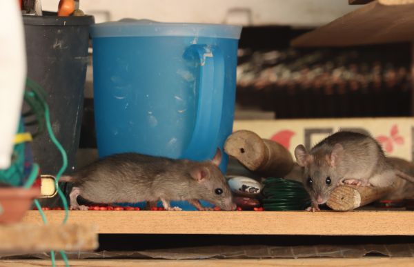 Rodent Infestation Service in Acworth