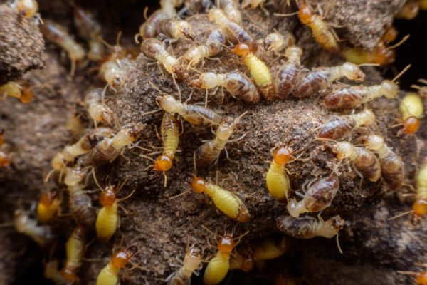 Termite Treatment Service in Acworth