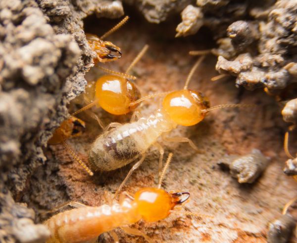 Termite Fumigation in Acworth