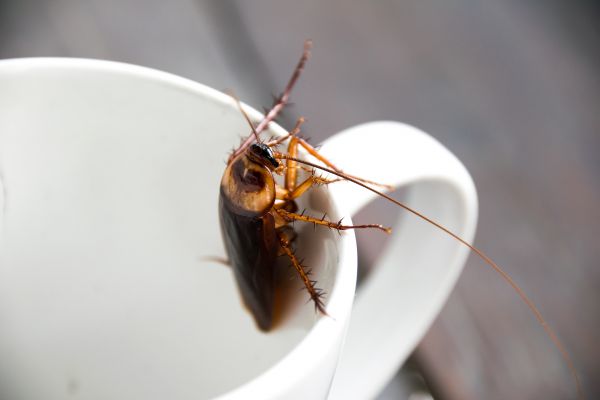 Roach Extermination in Acworth