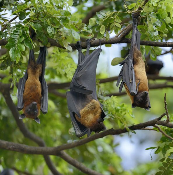 Bat Infestation Service in Acworth