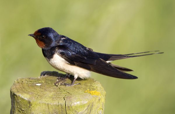 Swallow Removal in Acworth
