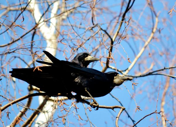 Crow Removal in Acworth