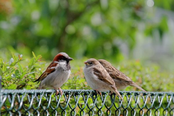 Bird Control Service in Acworth
