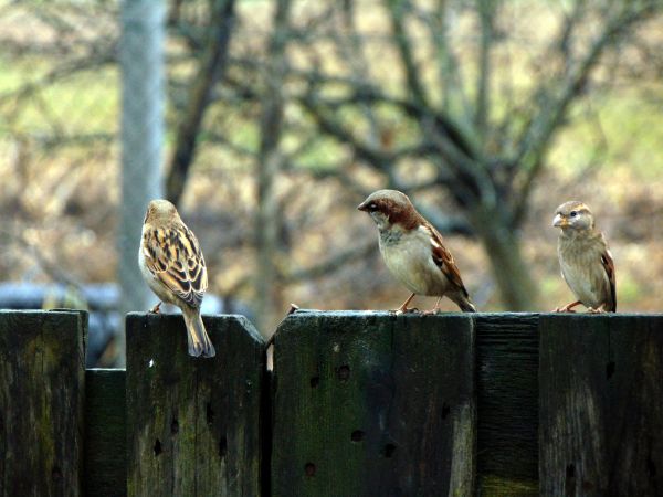 Commercial Bird Removal in Acworth