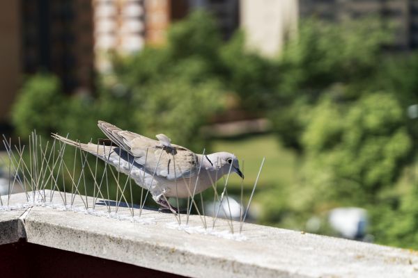 Bird Spikes Installation in Acworth