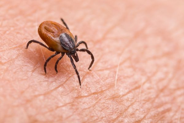 Tick Control Service in Acworth