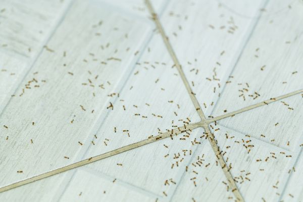 Ant Control Service in Acworth