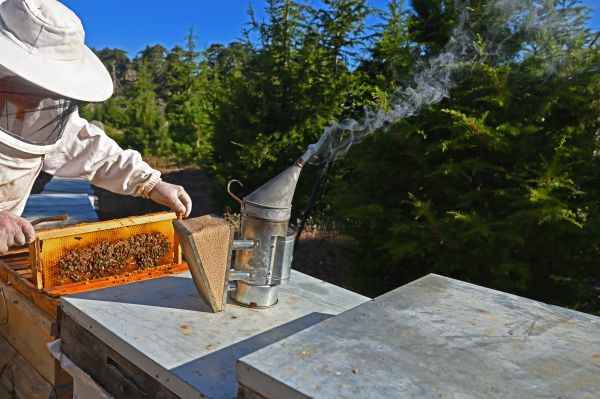 Bee Control Service in Acworth