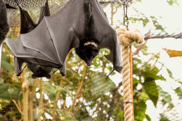 Bat Removal Service in Acworth