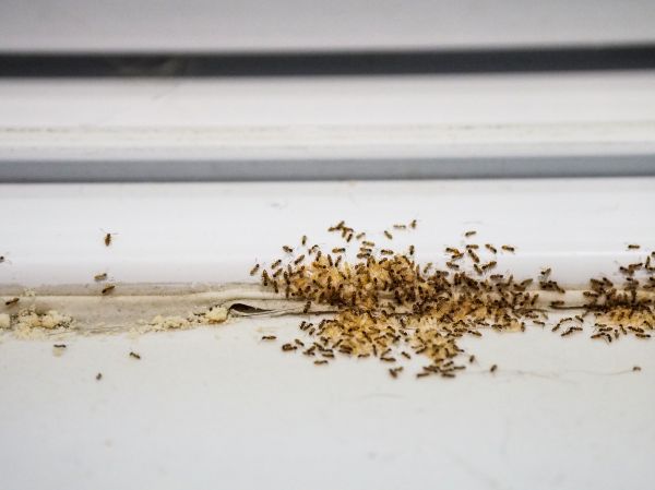Pest Management Service in Acworth
