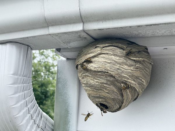 Wasp Nest Removal Service in Acworth