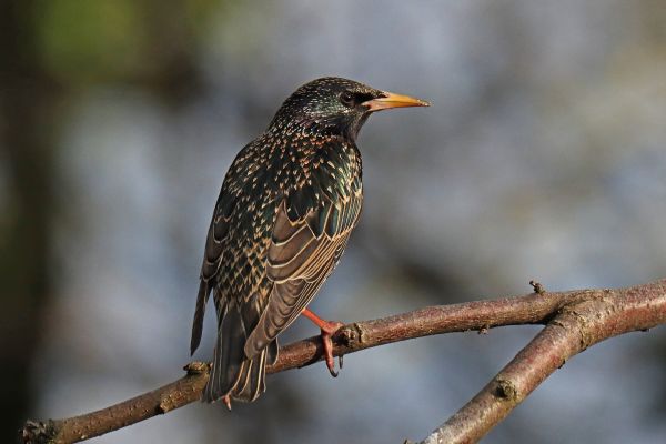 Starling Removal in Acworth
