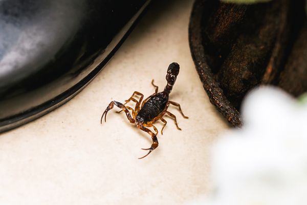 Scorpion Extermination in Acworth