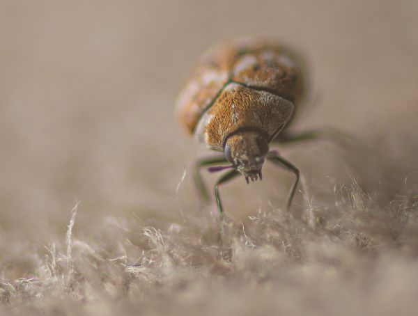 Carpet Beetle Extermination in Acworth