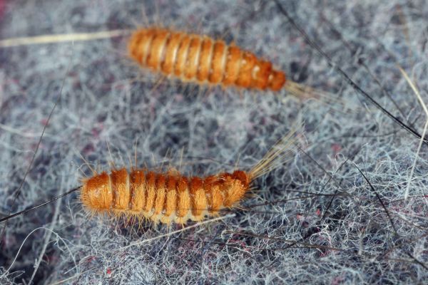 Carpet Beetle Removal in Acworth