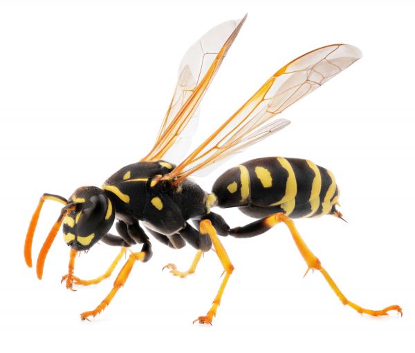 Yellowjacket Extermination in Acworth