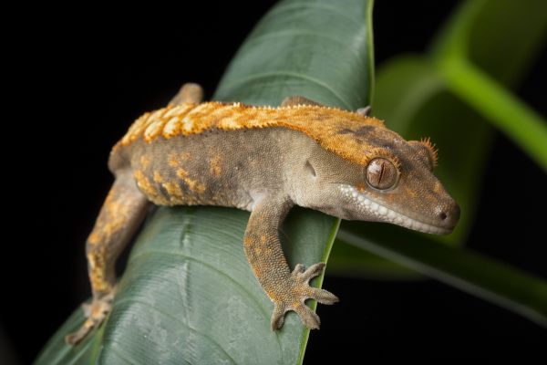 Gecko Extermination in Acworth