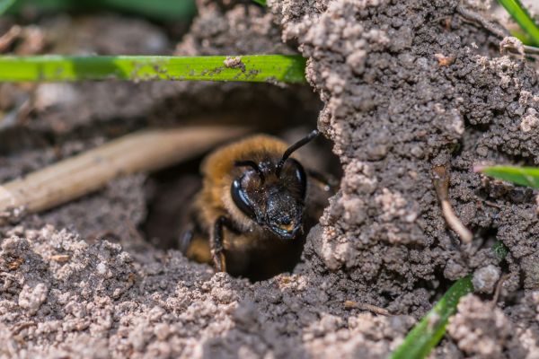 Ground Bees Removal in Acworth