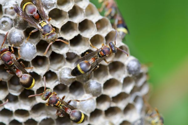 Hornets Nest Removal in Acworth