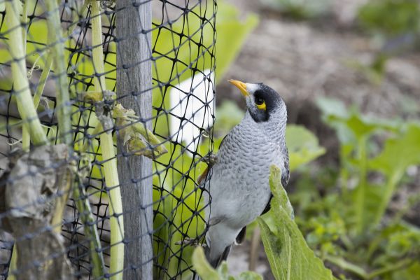 Bird Netting Installation in Acworth
