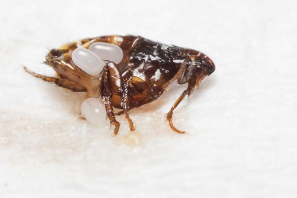 Flea Removal Service in Acworth
