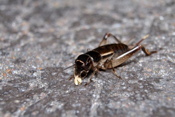 Cricket Extermination in Acworth
