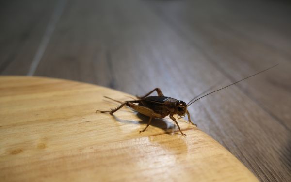 Cricket Removal Service in Acworth