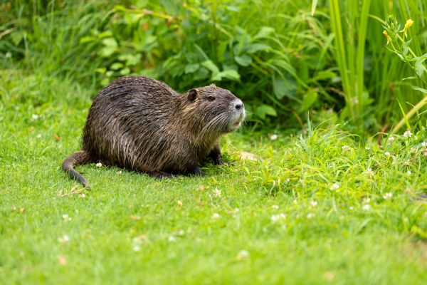 Rodent Extermination Service in Acworth