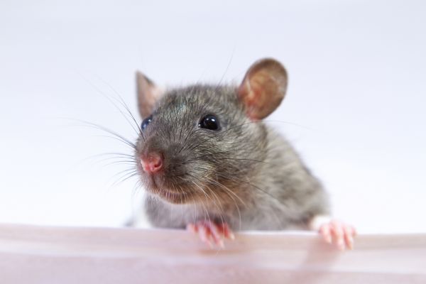 Rat Infestation Removal in Acworth