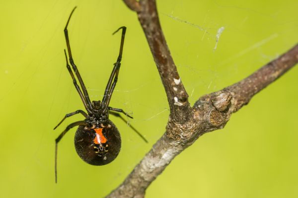 Black Widow Extermination in Acworth