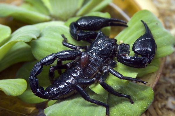 Scorpion Removal in Acworth