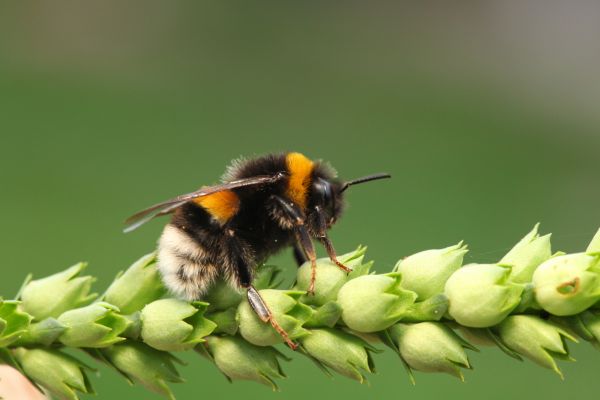 Bumble Bee Extermination in Acworth