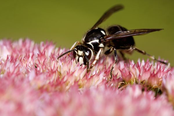 Baldfaced Hornet Removal in Acworth
