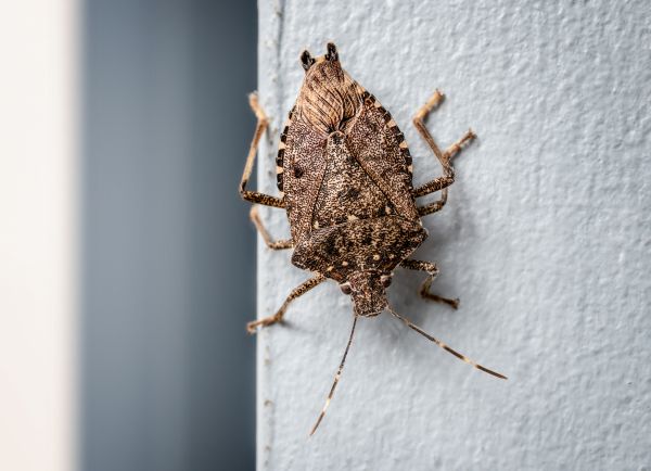 Stinkbug Removal in Acworth