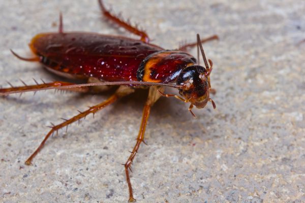 Cockroach Fumigation Service in Acworth