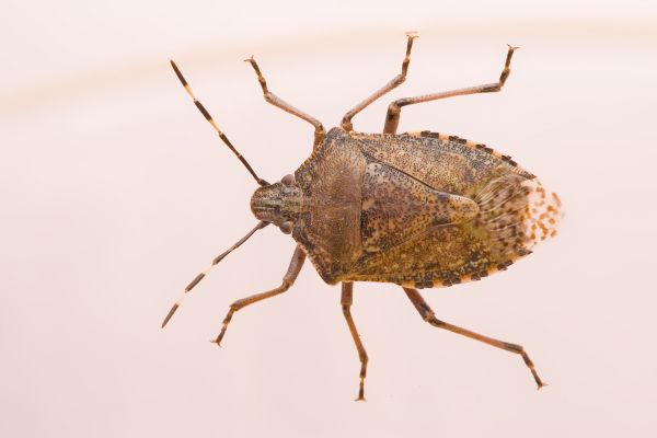 Stinkbug Extermination Service in Acworth