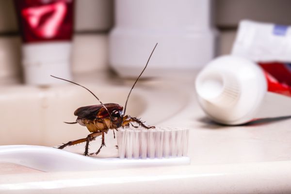 Roach Infestation Control in Acworth