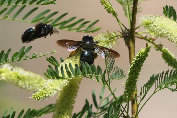 Carpenter Bees Extermination in Acworth