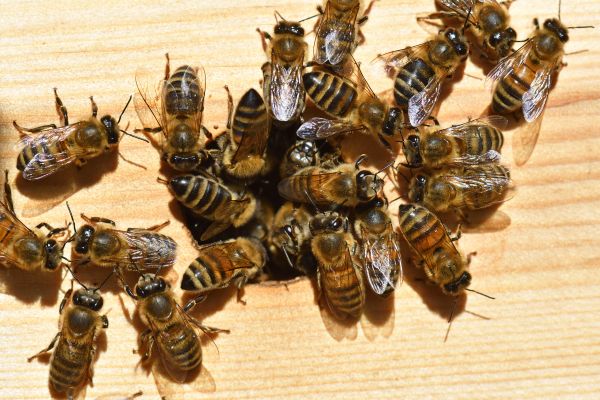 Ground Bees Extermination in Acworth