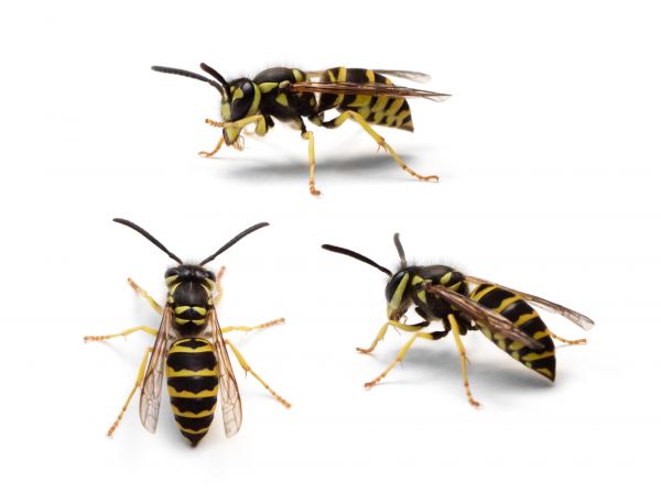Yellowjacket Removal in Acworth