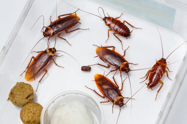 Roach Infestation Treatment in Acworth