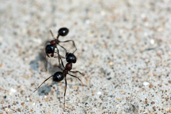 Black Ant Extermination in Acworth