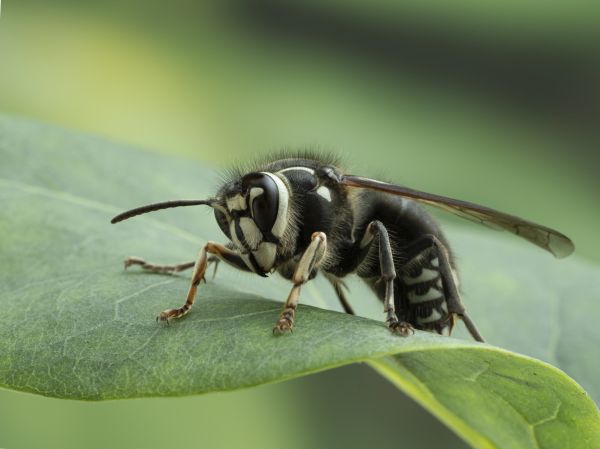 Baldfaced Hornet Extermination in Acworth