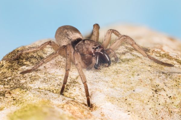Mouse Spider Extermination in Acworth