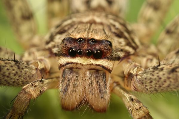 Huntsman Spider Extermination in Acworth