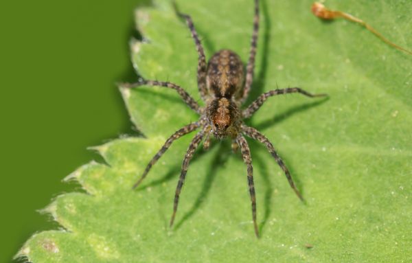 Hobo Spider Extermination in Acworth
