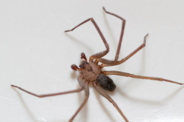 Brown Recluse Extermination in Acworth