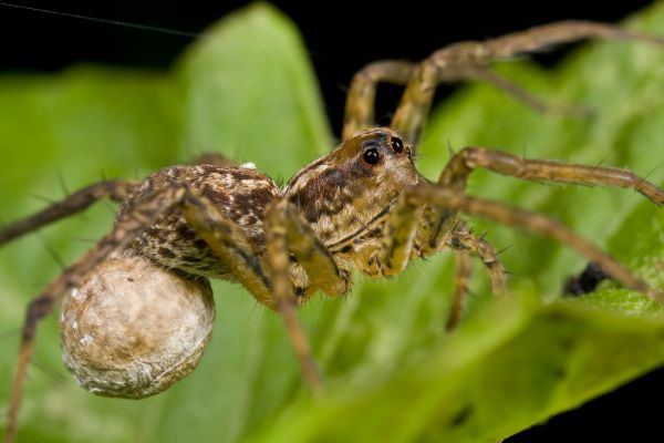 Wolf Spider Extermination in Acworth