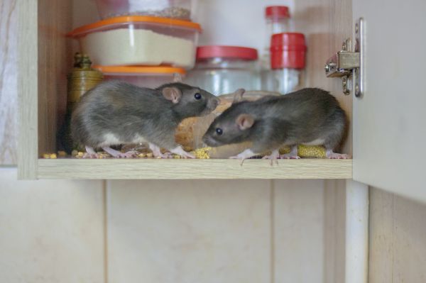 Rats Removal in Acworth